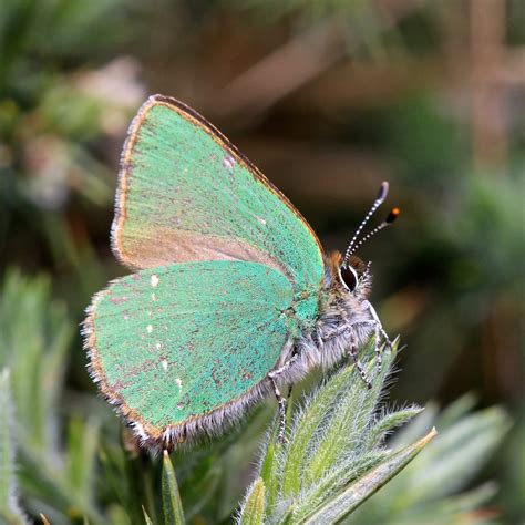 TrogTrogBlog: Green hairstreak butterfly