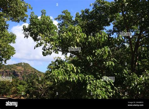 Manchineel Tree Hippomane Mancinella Species In The Caribbean Dangerous Toxic Tree All Parts