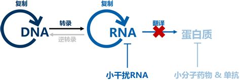 半年卖出10亿！诺华长效降脂sirna疗法在华获批上市 知乎