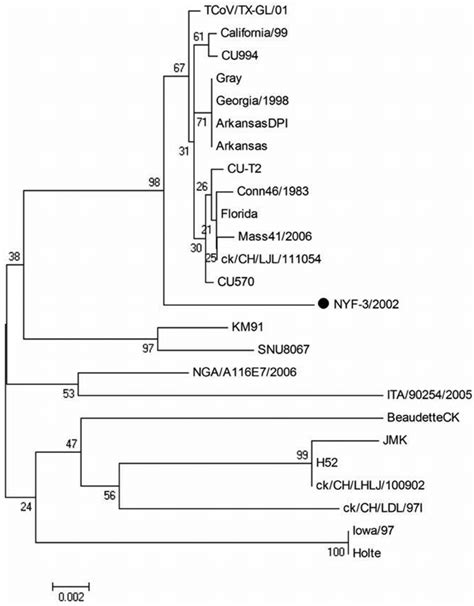 Phylogenetic Analysis Of The Ibv Isolated In This Study Using The 440