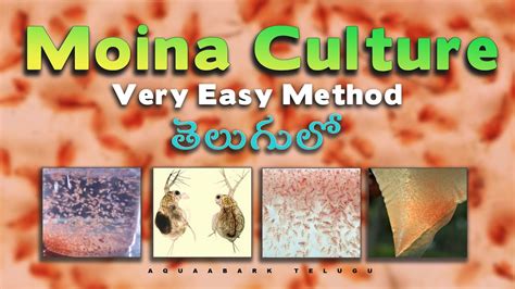 How To Culture Moina Moina Culture Telugu Youtube