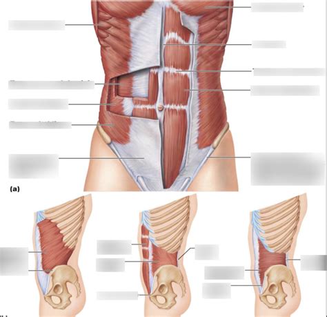 Lab 6 Abdominal Viscera Diagram Quizlet