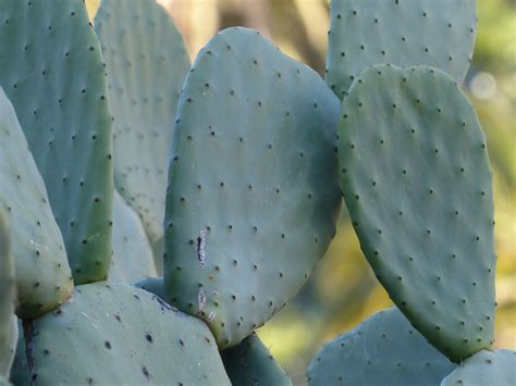 Opuntia Stricta The Erect Prickly Pear Succulent City