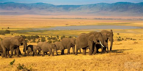 Ngorongoro Crater Wildlife