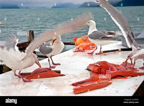 Seagull stealing food hi-res stock photography and images - Alamy