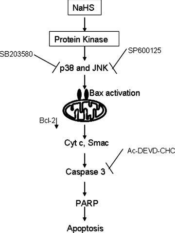 Schematic Diagram Of The Signalling Pathways Of Nahs Induced Pancreatic