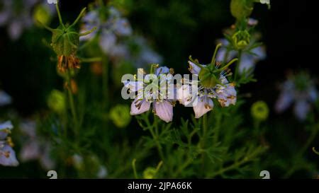 Nigella sativa alcaravea negra también conocida como comino negro