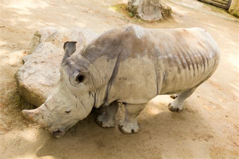 Rino Stock Photo - Download Image Now - iStock