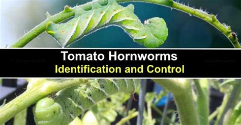 Tomato Hornworms Identification And How To Get Rid Of Them