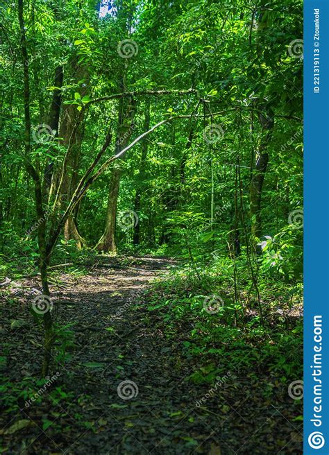 Selva Lacandona Mexico Stock Image Image Of Plant Chiapas