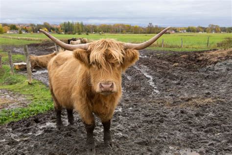 Vaca Vermelha Peludo Das Montanhas Escocesas Que Est No Campo