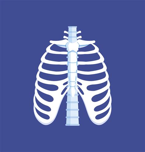 Bones Of The Thorax Front View Human Anatomy Ribs Spine Vector