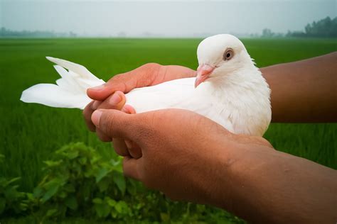 How To Catch A Pigeons Safely Without Hurting It Ne Pigeon Supplies