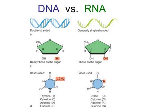 Difference between DNA and RNA - Laboratoryinfo.com