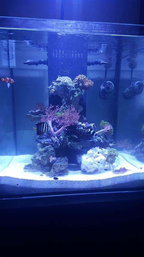 My First Saltwater Tank 60 Gallon Cube Rimless Nano Reef Journals