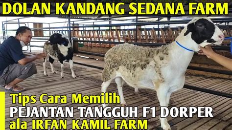 Dolan Kandang Sedana Farm Review Pejantan Tangguh F1 Dorper YouTube