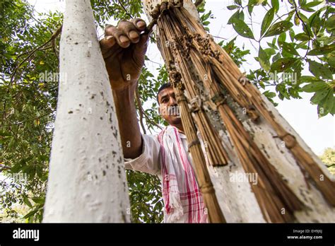 Sivasagar Assam India 10th Mar 2015 A Farmer Releases Day Old Muga