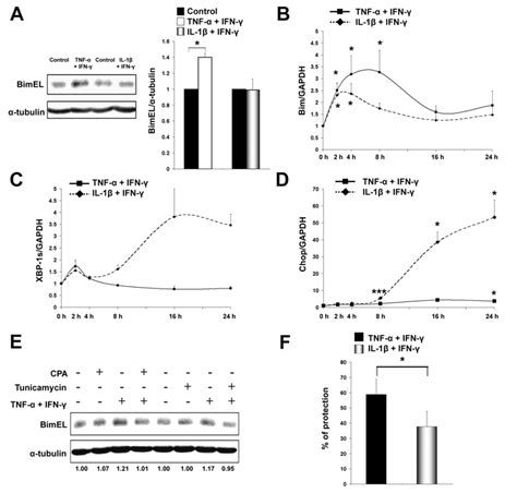 Figure S7 A Western Blot Analysis Of BimEL Expression After 16 H