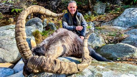 Cazan en Gredos un macho montés récord que está entre los más grandes