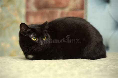 Black Cat White Spot Chest Stock Photos - Download 87 Royalty Free Photos