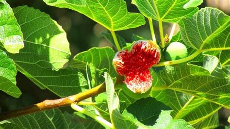 Descubre Usos Sorprendentes De Las Hojas De Higo Para La Salud Y