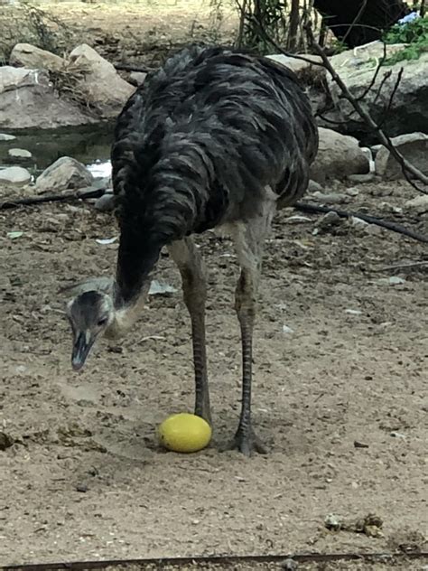 Greater Gray Rhea Rhea Americana Hatching Eggs For Sale Azgardens