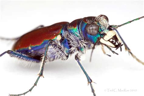 Cicindela Pulchra On White Beetles In The Bush