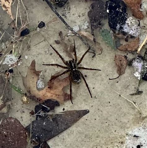 We’re Having Our Pool Renovated And This Trespasser Found His Way Into The Nearly Empty Pool