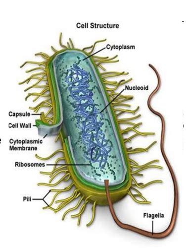 1 Introduction To Microbiology Flashcards Quizlet