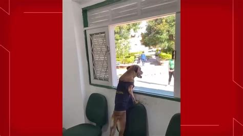 Vídeo Cadela vira policial canina após ser adotada em delegacia de