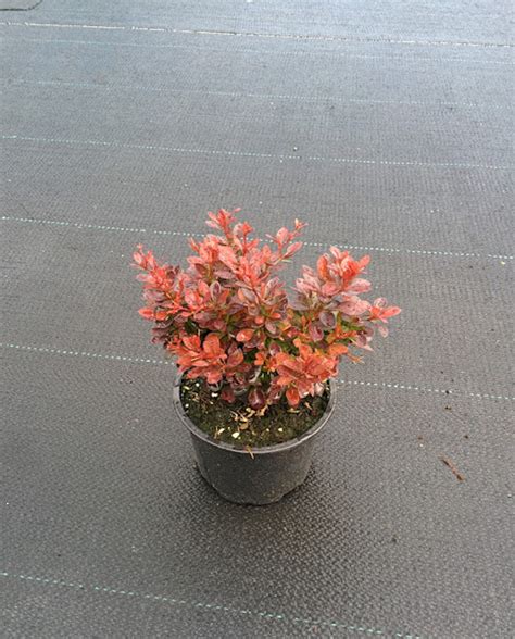 Берберис Червен трън / Berberis Тhunbergii ”ATROPURPUREA”