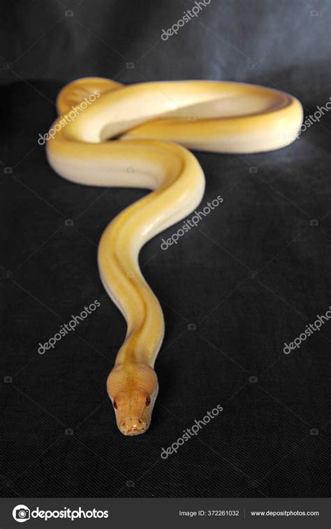 Albino Snake Red Eyes