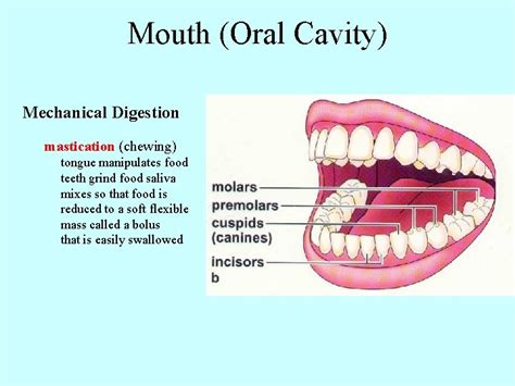 Digestive System Gastrointestinal Tract 1 Mouth 2 Pharynx