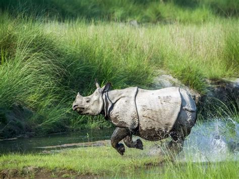 Kaziranga National Park In Assam Witnesses Record Breaking Tourists And