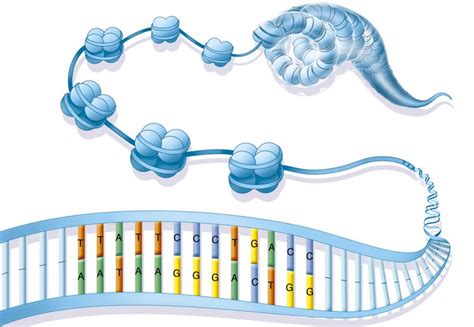 Chromatin: Structure and Function