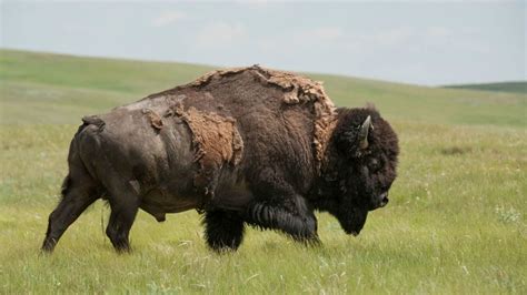 plains bison | Good Nature Travel Blog