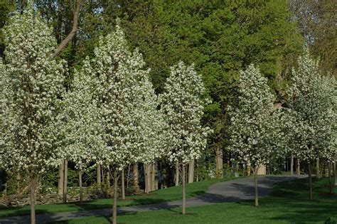 Bradford Pear Tree Problems: Bans, Smells, and Future Fate