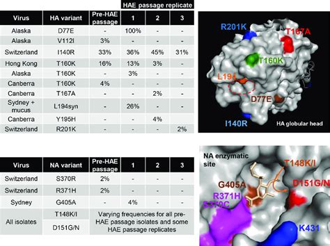 Position Of Ha And Na Mutations Acquired By Panel Of Ah3n2 Viruses