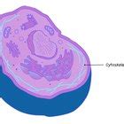 Cytoskeleton Definition Structure Function With Diagram Sciencing