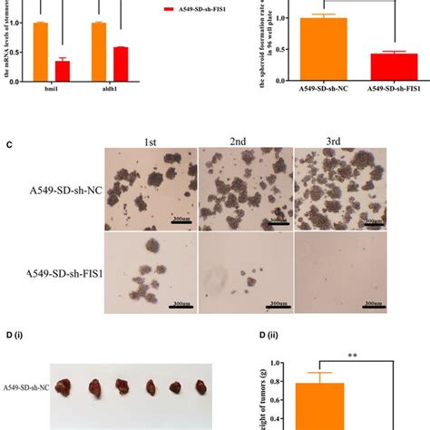 Mitochondrial Division Promotes The Stemness Of Tumor Stem Cells A