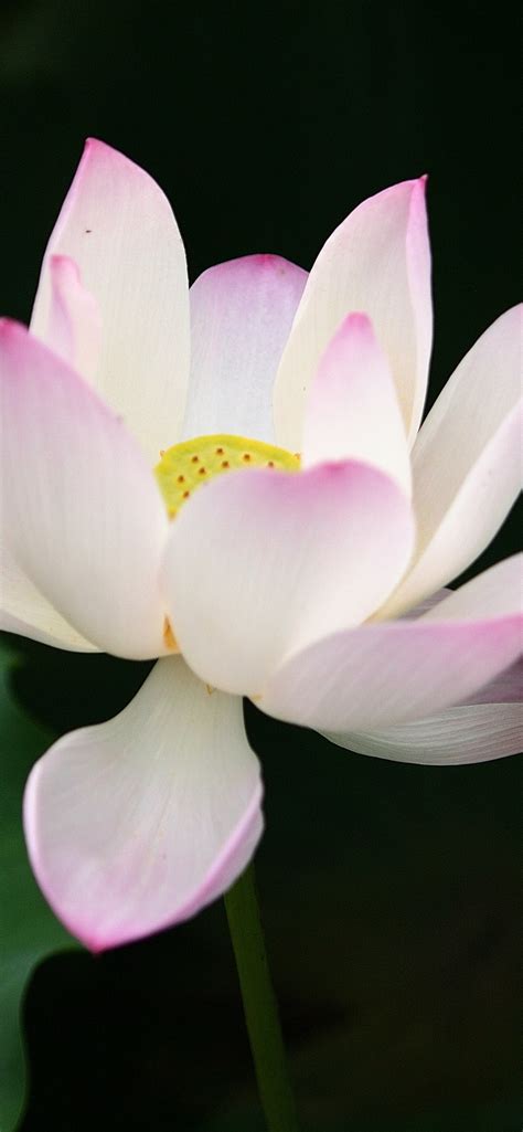 Wallpaper Light Pink Lotus Flower Close Up Green Leaves 2880x1800