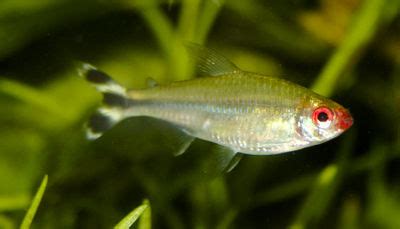 Ahl's Rummy Nose Tetra (Hemigrammus rhodostomus) - The Free Freshwater ...