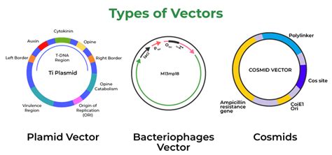 Cloning Vectors Features Types Of Cloning Vectors