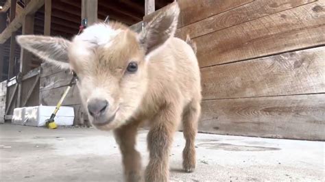 Baby Goats Being Baby Goats | OGN Daily