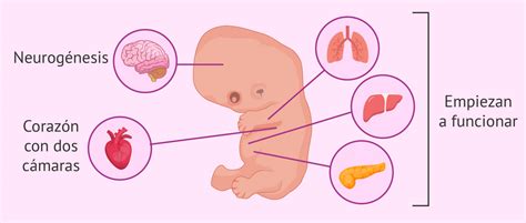 Semanas De Embarazo Los Cambios En Tu Cuerpo Premam Y Despu S