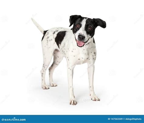 Happy Mixed Large Breed Dog White Black Spots Stock Image - Image of ...