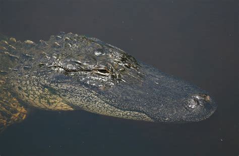 Alligator Hunting Could Resume in North Carolina