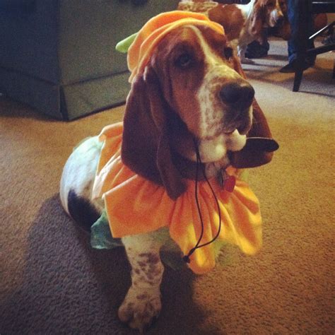 1 1/2 year old Basset, Summit, dressed as an adorable pumpkin for ...