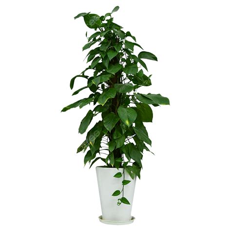 Indoor Air Purification Plant Potted Potted Plants Flowers Greenery