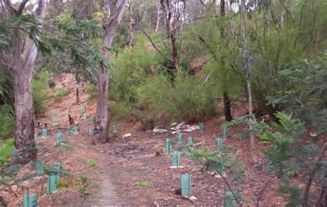 Darebin Parklands Association | Darebin Creek Management Committee